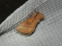 White-Dotted Prominent Moth